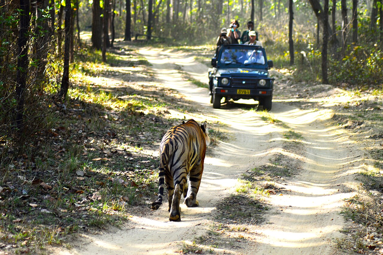 Tiger on a sunlit safari track in Kanha National Park; not a Taj lodge photograph